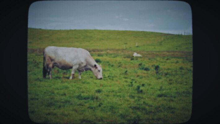 동물 야생동물 밭 자연 따뜻함 초원 사람없음 초록색 여름 수확 시골 소 필름 복고 내추럴 옛날 찰과상 목가 MOV 해외동영상 클립영상 계절 컬러 농업 포유류 상처 생태계 동영상 파일형식
