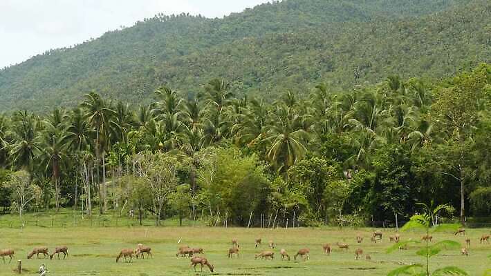 동물 야생동물 밭 농업 포유류 자연 털 뿔 동양인 사람없음 초록색 농장 환경 가축 봄 시골 황무지 선탠 군중 숲 방목 먹기 언덕 생태계 사냥 서식지 내추럴 동물상 아기사슴 암사슴 찰과상 많음 4K MP4 해외동영상 클립영상 계절 산업 새끼 컬러 컨셉 모션 사슴 사람 인종 조형물 축산업 상처 암컷 동영상 파일형식