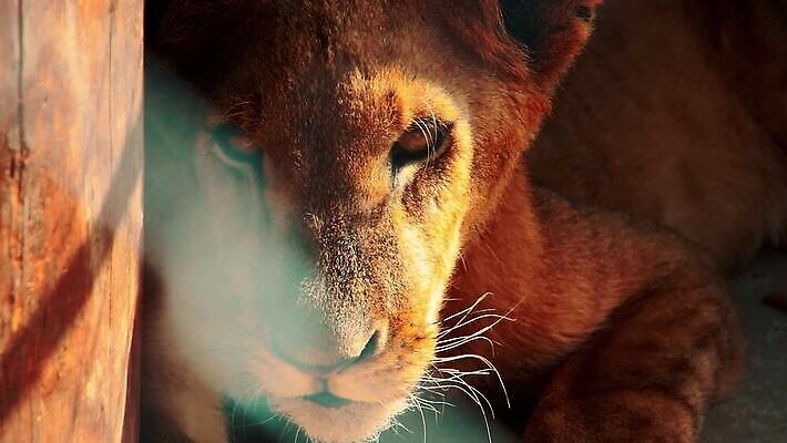 포유류 모션 청소년 사람없음 야외 닫기 육식동물 사냥꾼 멸종 리갈 정확 MP4 해외동영상 클립영상 동물 직업 컨셉 사람 동영상 파일형식