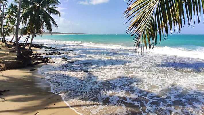 나무 모래 바다 섬 여행 자연 하늘 손바닥 사람없음 물 파란색 강 모래사장 야자수 태양 일몰 탐험 신선 대서양 내추럴 공화국 도미니카공화국 민물 이국적 코스타리카 파라다이스 4K MP4 해외동영상 클립영상 자연요소 식물 손 나라 컬러 노을 남아메리카 중앙아메리카 생태계 동영상 파일형식