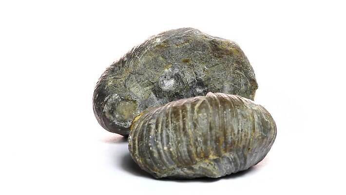 동물 야생동물 바다 실내 사람없음 역사 과거 화석 옛날 지질학 쥬라기 4K MOV 해외동영상 클립영상 교육 컨셉 내부 동영상 파일형식