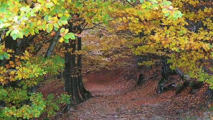 나무 라이프스타일 여자 길 스포츠 컬러 여행 생각 건강 한명 사람 평화 고요 등산 기쁨 탐험 스페인 고독 숲 신비 탈출 모험가 명상 발견 산악가 삼림지대 4K MP4 해외동영상 클립영상 식물 1 감정 유럽 컨셉 생활 트래킹 동영상 파일형식
