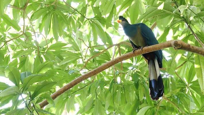 식물 하늘색 단풍 잎 조류 사람없음 파란색 빛 컬러풀 햇빛 맑음 다양 자유 덮개 황무지 숲 큼 열대우림 깃털 생태계 생물학 부리 천국 계산서 강렬 열대기후 오리지널 이국적 특별함 파라다이스 4K MP4 해외동영상 클립영상 동물 교육 컬러 다수 컨셉 날씨 태양 뚜껑 크기 동영상 파일형식