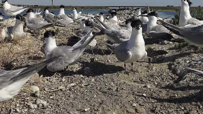 동물 야생동물 바다 날개 자연 갈매기 조류 사람없음 물 세계 흰색 깃털 부리 물새 4K MP4 해외동영상 클립영상 자연요소 컬러 생태계 동영상 파일형식