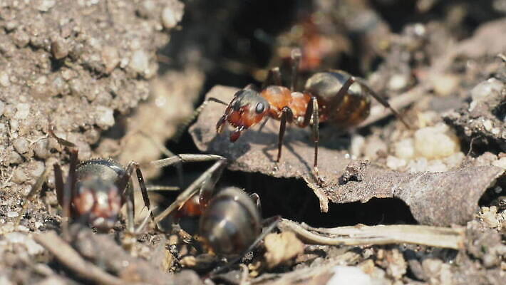 동물 야생동물 컬러 곤충 절지류 가족 모션 자연 생물 무척추동물 함께함 안테나 사람없음 가로 빨간색 달리기 햇빛 갈색 머리 환경 구멍 작음 생물학 개미 기어가기 동물상 소셜 식민지 유아독존 인구 디테일 MOV 해외동영상 클립영상 교육 컨셉 통신 관계 신체부위 태양 조형물 크기 생태계 동영상 파일형식