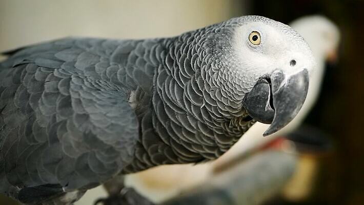 동물 1 응시 야생동물 백그라운드 날개 장난 아프리카 자연 조류 동물원 대화 사람없음 야외 빨간색 반려동물 컬러풀 머리 검은색 회색 흰색 깃털 부리 앵무새 멸종 솜털 노려봄 고립 이국적 잉꼬 지능 MOV 해외동영상 클립영상 시선 나라 컬러 표정 말하기 신체부위 생태계 동영상 파일형식