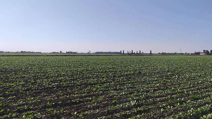 식물 계절 산업 지구 잎 밭 농업 채소 자연 씨앗 사람없음 야외 초록색 농작물 농장 농사 기계 흙 봄 수확 성장 시골 농부 땅 설탕 뿌리 먼지 트랙터 땅바닥 밭일 비트 심기 줄서기 파종 세련 4K MP4 해외동영상 클립영상 직업 컬러 모션 바닥 농기계 생태계 특수차량 동영상 파일형식