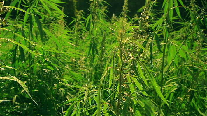 식물 야생동물 줄기 잎 자연 바람 잔디 사람없음 야외 목재 초록색 봄 시골 삼 숲 흔들림 땅바닥 생태학 그리너리 대마초 4K MOV 해외동영상 슬로모션 클립영상 자연요소 나무 동물 계절 교육 컬러 채소 재료 모션 날씨 바닥 촬영기법 생태계 동영상 마약 파일형식 트랜드컬러