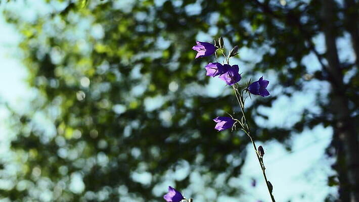 식물 계절 꽃잎 꽃 백그라운드 잎 자연 하늘 아침 사람없음 야외 초록색 파란색 컬러풀 햇빛 뷰티 환경 보라색 들꽃 성장 신선 숲 보케 캄파눌라 4K MOV 해외동영상 클립영상 주간 컬러 태양 생태계 동영상 파일형식