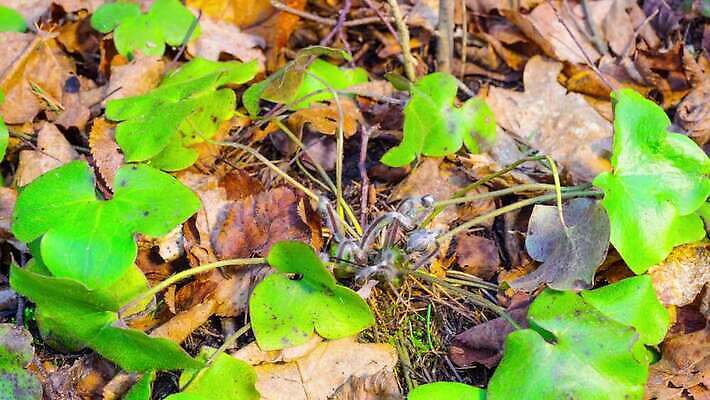 식물 계절 꽃 줄기 백그라운드 잎 꽃무늬 자연 사람없음 초록색 파란색 뷰티 정원 보라색 봄 들꽃 벚꽃 신선 시간 개화 숲 작음 제비꽃 서리 노루귀 아네모네 헌병 4K 타임랩스 MP4 해외동영상 클립영상 컬러 무늬 촬영기법 군인 크기 생태계 동영상 파일형식