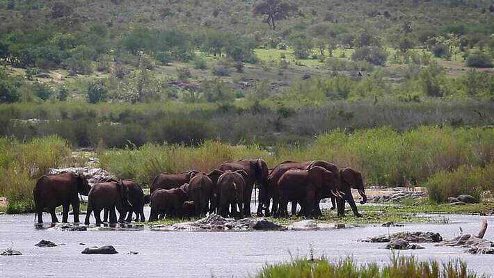 동물 야생동물 포유류 가족 아프리카 자연 코끼리 국립공원 사람없음 야외 관광지 강 그룹 황무지 보호 군중 강가 사파리 남아프리카 보츠와나 보호구역 크루거 MOV 해외동영상 클립영상 멸종위기종 공원 나라 여행 컨셉 관계 사람 생태계 동영상 남아프리카공화국 구역 파일형식