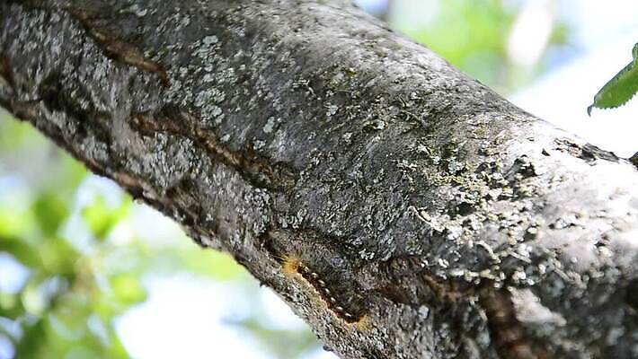 나무 동물 야생동물 선 컬러 곤충 자연 생물 매달리기 사람없음 목재 컬러풀 노란색 검은색 봄 줄무늬 무대 성장 해충 벌레 큼 모피 애벌레 내추럴 기어가기 변태 생태학 혼자 MOV 해외동영상 클립영상 식물 계절 교육 무늬 재료 모션 크기 생태계 동영상 파일형식