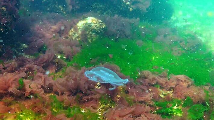 동물 야생동물 바다 포유류 자연 무척추동물 사람없음 물 환경 바닷속 수중 수영 지중해 생태계 생물학 수족관 젤리 해파리 해마 동물상 생태학 4K 저서생물 MP4 해외동영상 클립영상 자연요소 교육 디저트 생물 조형물 바다동물 수상스포츠 자포동물 동영상 파일형식