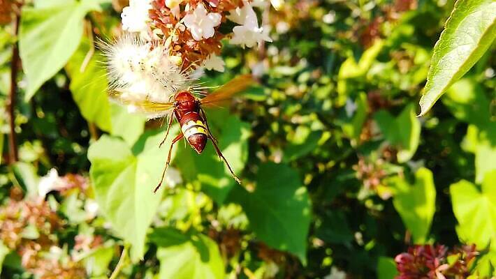 식물 동물 꽃 음식 곤충 잎 날개 모션 자연 동양인 사람없음 갈색 새싹 벚꽃 흰색 나뭇가지 닫기 말벌 관목 묘사 속도 검색 사냥 보케 광택 애벌레 느림 동물상 블러효과 소셜 진실 MP4 해외동영상 클립영상 나무 컬러 인종 조형물 벌레 벌_곤충 생태계 동영상 블러 파일형식 효과