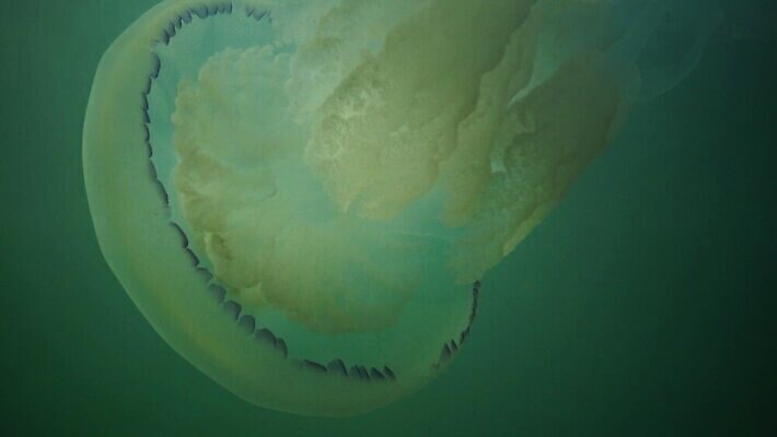 동물 야생동물 바다 자연 생물 무척추동물 통 풍경 사람없음 환경 바닷속 수중 지중해 생태계 생물학 젤리 해파리 생태학 소금물 4K 수중영상 MP4 해외동영상 클립영상 교육 디저트 자포동물 동영상 파일형식