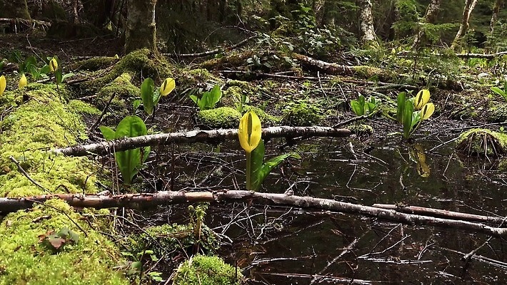 식물 꽃 컬러 자연 잉글랜드 사람없음 초록색 물 노란색 봄 젖음 습지 양배추 냄새 변소 서쪽 워싱턴 4K MP4 해외동영상 클립영상 자연요소 계절 채소 영국 미국 방향 생태계 동영상 파일형식