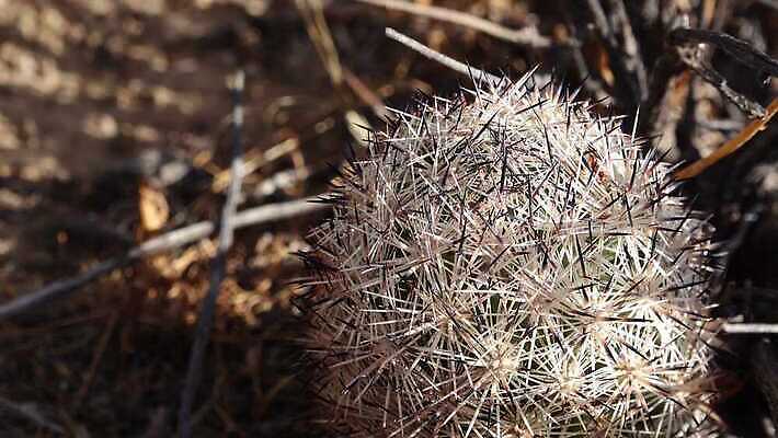 식물 꽃 분홍색 백그라운드 자연 날씨 선인장 건조 풍경 사람없음 초록색 여름 사막 뜨거움 척추 애리조나 내추럴 다육식물 4K MP4 해외동영상 클립영상 계절 컬러 뼈 미국 생태계 동영상 파일형식