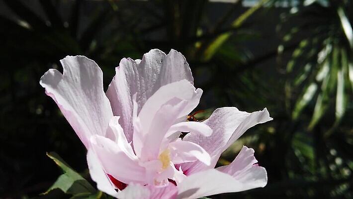 식물 동물 꽃잎 꽃 곤충 잎 날개 모션 자연 동양인 사람없음 갈색 걷기 환경 모임 벚꽃 흰색 닫기 말벌 수집 묘사 확인 속도 검색 보케 꿀 느림 동물상 블러효과 소셜 진실 착륙 히비스커스 MP4 해외동영상 클립영상 컬러 인종 조형물 벌_곤충 생태계 동영상 블러 파일형식 효과