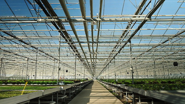 식물 산업 농업 채소 공장 안테나 건강 사람없음 초록색 농작물 농장 정원 수확 성장 신선 상추 유기농 원예 날것 모종 온실 세련 4K MOV 해외동영상 클립영상 웰빙 컬러 통신 공업 취미 동영상 파일형식