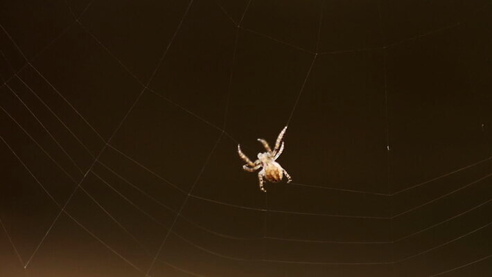 동물 컬러 곤충 백그라운드 패턴 자연 사람없음 야외 초록색 빛 정원 검은색 웹 새벽 그물 벌레 거미줄 거미 올가미 내추럴 변소 짜기 MOV 해외동영상 클립영상 자연요소 무늬 인터넷 모션 생태계 동영상 파일형식