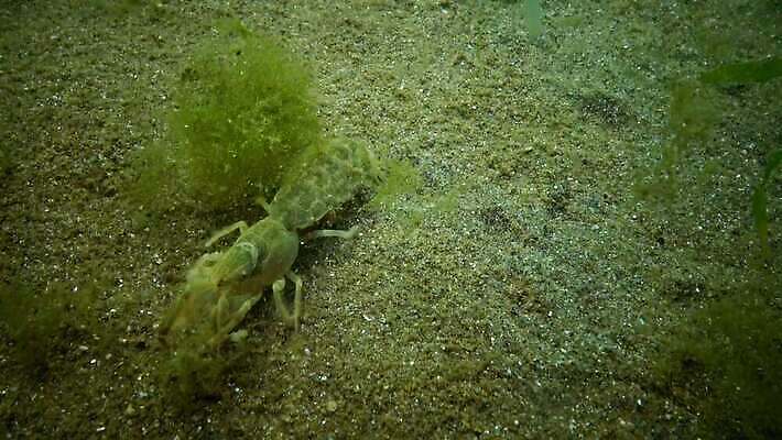 동물 야생동물 바다 절지류 신체 자연 새우 갑각류 사람없음 물 세계 환경 수중 생물학 수족관 암 동물상 생태학 우크라이나 해병대 4K MP4 해외동영상 클립영상 자연요소 교육 유럽 군대 조형물 질병 생태계 동영상 파일형식
