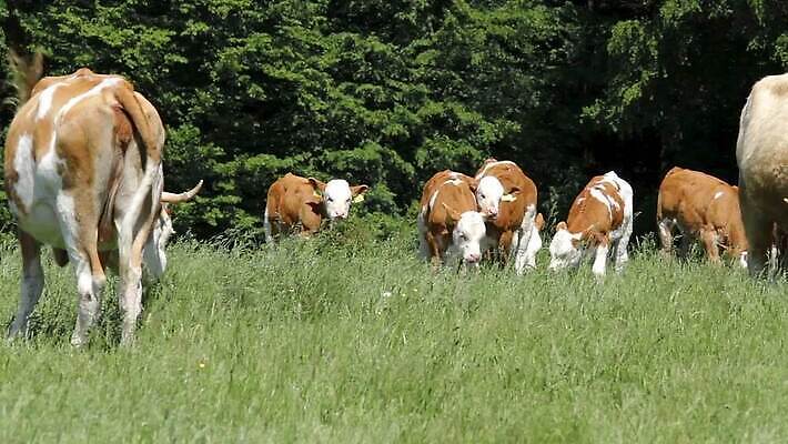 동물 산업 밭 농업 포유류 자연 함께함 서기 풍경 초원 사람없음 농가 농경지 가축 목장 우유 시골 그룹 소 닫기 제조 군중 먹이 방목 땅 덩어리 헝가리 송아지 기르기 밭일 수유 찰과상 많음 목가 MP4 해외동영상 클립영상 레이스천 새끼 컨셉 모션 유제품 사람 농장 직물 축산업 상처 생태계 동영상 동유럽 돌봄 파일형식