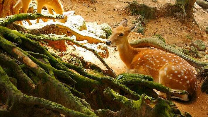 동물 공원 여자 남자 아시아 야생동물 밭 포유류 자연 초식동물 털 뿔 사람없음 야외 태양 갈색 머리 환경 침묵 흰색 아기 점 숲 사파리 뿌리 서식지 내추럴 동물상 아기사슴 암사슴 전국 MOV 해외동영상 클립영상 자연요소 공공시설 나라 새끼 컬러 농업 사슴 사람 신체부위 조형물 소리 암컷 생태계 동영상 파일형식