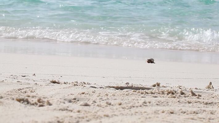 아시아 모래 파도 바다 섬 여행 백그라운드 자연 하늘 휴가 휴식 손바닥 풍경 해변 사람없음 야외 물 여름 파란색 야자수 맑음 흰색 전원 휴양지 하와이 코코넛 몰디브 도미니카공화국 마이애미 바하마 이국적 터키석 파라다이스 MOV 해외동영상 클립영상 자연요소 나무 손 계절 나라 컬러 컨셉 과일 날씨 미국 장소 남아메리카 전기에너지 보석 생태계 동영상 파일형식