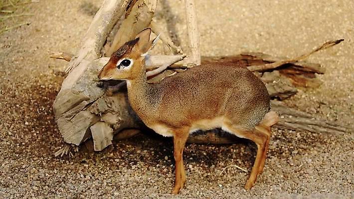 동물 공원 야생동물 여행 잎 포유류 아프리카 자연 초식동물 건조 따뜻함 그림자 사람없음 야외 갈색 사막 게임 황무지 숲 작음 사파리 영양 케냐 남쪽 짝짓기 내추럴 나미비아 수유 숨기 전국 MOV 해외동영상 클립영상 식물 공공시설 나라 컬러 모션 놀이 크기 방향 생태계 동영상 남아프리카 파일형식