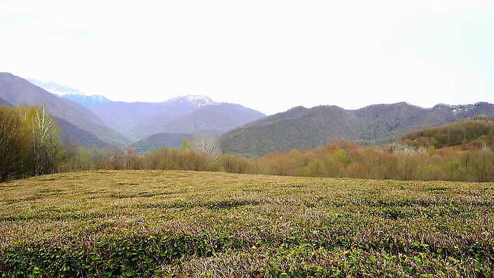 나무 식물 아시아 커피 백그라운드 잎 밭 농업 자연 하늘 아침 산 사람없음 초록색 파란색 빛 햇빛 태양 농장 일출 계곡 일몰 봄 시골 신선 재산 언덕 러시아 장면 말레이시아 산악지대 케랄라주 4K MOV 해외동영상 클립영상 주간 자연요소 계절 유럽 나라 산업 음료 컬러 금융 노을 인도_나라 생태계 동영상 파일형식