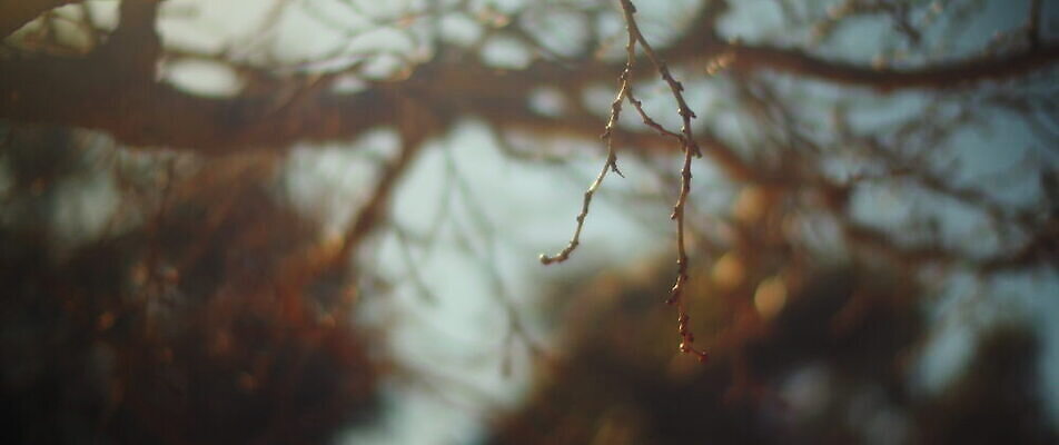 계절 백그라운드 자연 사람없음 야외 태양 가을 나뭇가지 황금 닫기 보케 부드러움 블러효과 비어있는 4K MOV 해외동영상 슬로모션 클립영상 자연요소 나무 모션 촬영기법 감각 생태계 동영상 블러 파일형식 효과