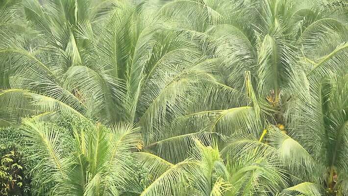 주간 나무 계절 아시아 백그라운드 자연 바람 날씨 손바닥 풍경 사람없음 야외 초록색 물 환경 힘 회색 위험 불기 코코넛 폭풍 무거움 흐림 뇌우 마이애미 샤워실 타격 폭풍우 플로리다 MOV 해외동영상 클립영상 자연요소 식물 손 나라 컬러 컨셉 과일 모션 미국 비_날씨 무게 자연재해 생태계 동영상 샤워시설 파일형식