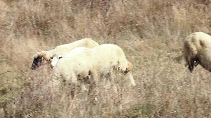 동물 1 밭 농업 포유류 자연 털 초원 사람없음 야외 초록색 여름 농장 농경지 환경 가축 봄 가을 흰색 시골 양 방목 땅 호기심 싱글 솜털 양고기 양모 무료 밭일 양털 4K MP4 해외동영상 클립영상 계절 감정 산업 컬러 컨셉 육류 직물 축산업 생태계 동영상 파일형식