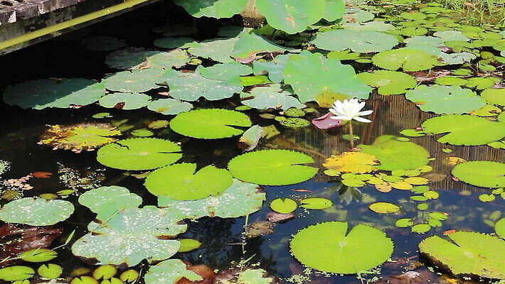 디자인 아시아 벽 백그라운드 패턴 태국 추상 실내 사람없음 목재 가로 울타리 갈색 노란색 줄무늬 나뭇가지 결합 천 대나무 밀짚 열대기후 MOV 해외동영상 클립영상 나무 나라 컬러 무늬 재료 내부 담장 직물 짚 동영상 파일형식