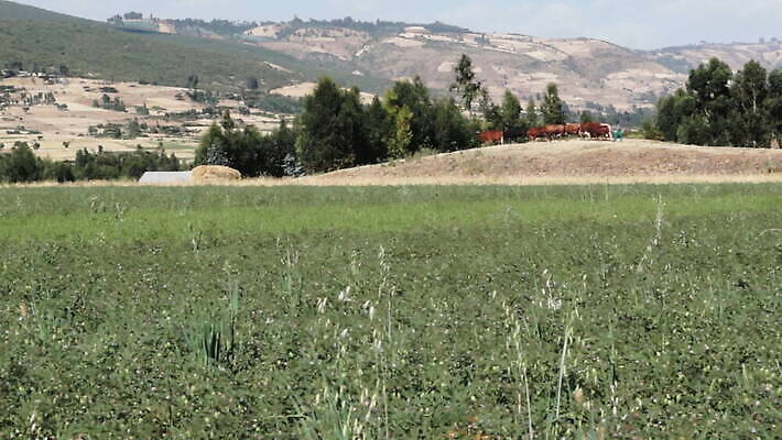 동물 어린이 밭 농업 포유류 아프리카 자연 한명 사람 소년 야외 농장 마을 가축 시골 소 양치기 군중 에티오피아 MOV 해외동영상 클립영상 직업 1 남자 나라 산업 생태계 동영상 파일형식