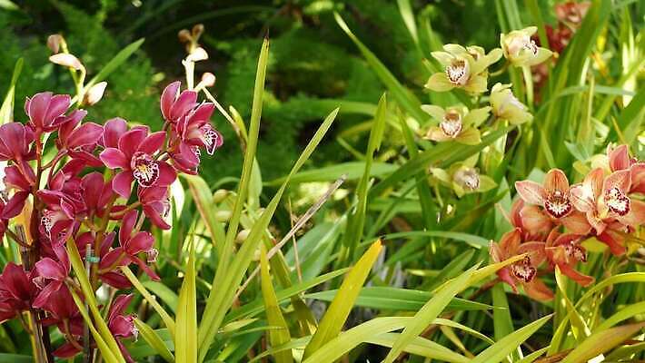 식물 꽃 화초 백그라운드 꽃무늬 아침 사람없음 장식 컬러풀 정원 봄 활발 낭만 벚꽃 신선 개화 난초 티켓 분위기 숲 열대우림 순수 화단 내추럴 강렬 삼림지대 아마존 이국적 카피스페이스 그리너리 세련 4K MP4 해외동영상 클립영상 주간 계절 컬러 컨셉 무늬 공백 동영상 파일형식 트랜드컬러