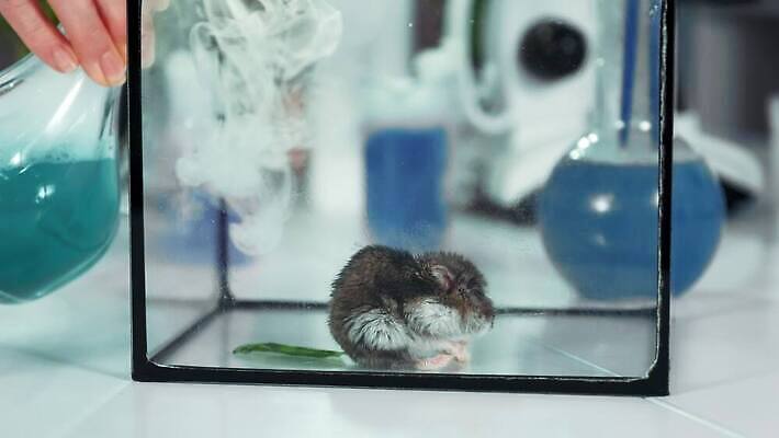 동물 과학 실험 사람없음 달리기 닫기 연기 쥐 컨테이너 과학자 플라스크 생물학 화학물질 4K MOV 해외동영상 클립영상 직업 교육 산업 모션 실험기구 화학 설치류 동영상 학자 파일형식