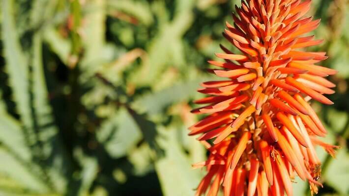 식물 꽃 화초 컬러 선인장 사람없음 빨간색 정원 미국 활발 들꽃 사막 벚꽃 신선 개화 황무지 닫기 약초 수분 에코 캘리포니아 진홍색 애리조나 강렬 다육식물 알로에 이국적 특별함 카피스페이스 억울 4K 건조기후 MP4 해외동영상 클립영상 감정 컨셉 북아메리카 모션 환경 공백 풀_식물 동영상 파일형식