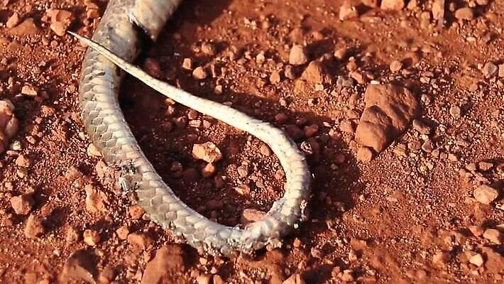 도로 지구 야생동물 여행 파충류 모션 건조 안전 사람없음 야외 빨간색 환경 흙 사막 시골 죽음 위험 사건 위협 에코 질감 육식동물 동물상 땅바닥 생태학 생존 HD 틸트업 MOV 해외동영상 클립영상 동물 교육 길 컬러 컨셉 교통시설 바닥 촬영기법 조형물 동영상 파일형식