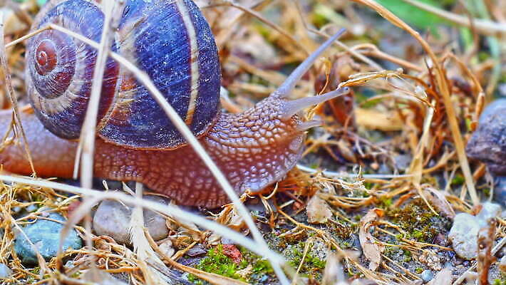식물 동물 계절 유럽 야생동물 컬러 백그라운드 잎 밭 가족 자연 생물 연체동물 안테나 나선형 요리 초원 사람없음 야외 초록색 환경 정원 봄 젖음 껍질 큼 속도 달팽이 덮기 느림 내추럴 민달팽이 식용 끈적임 4K MOV 해외동영상 클립영상 나라 무늬 농업 통신 관계 모션 무척추동물 크기 생태계 동영상 파일형식 달팽이_동물