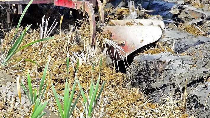 식물 직업 산업 캐나다 겨울 농업 자연 노동자 사람없음 야외 초록색 농작물 농장 노란색 일출 환경 황혼 일몰 새벽 수확 성장 작업 오염 황금 농부 숲 땅 밀 자연백그라운드 먼지 트랙터 광 쟁기 파종 세련 MOV 해외동영상 클립영상 자연요소 계절 컬러 백그라운드 북아메리카 곡류 노을 농사 농기계 생태계 특수차량 동영상 파일형식