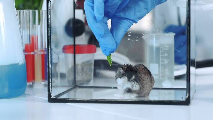 식물 잎 실험 한명 관찰 쥐 컨테이너 천 과학자 유기농 생물학 화학물질 4K MOV 해외동영상 클립영상 직업 1 웰빙 교육 산업 과학 모션 사람 직물 화학 설치류 동영상 학자 파일형식