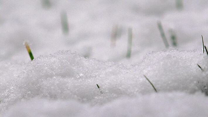 식물 계절 컬러 조각 백그라운드 컨셉 잎 겨울 자연 바람 새로움 풍경 사람없음 야외 초록색 얼음 봄 활발 추위 성장 흰색 시골 신선 떨어짐 서리 내추럴 패닝샷 헌병 눈내림 전경 4K MP4 해외동영상 클립영상 자연요소 날씨 눈_날씨 촬영기법 군인 생태계 동영상 파일형식 탑뷰