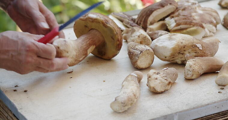 손 여자 음식 버섯 신선 그룹 칼 작음 큼 왕 자르기 청소 준비 곰팡이 그물버섯 번 페니 많음 4K MOV 해외동영상 클립영상 빵 컨셉 모션 사람 신체부위 동전 크기 동영상 파일형식