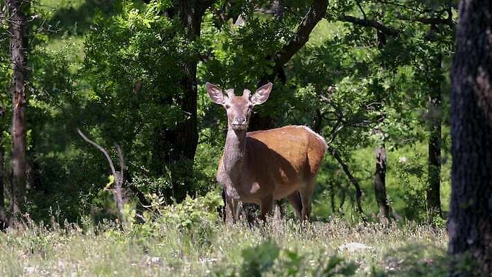 나무 동물 계절 공원 남자 유럽 야생동물 잎 포유류 자연 사슴 생물 뿔 사람없음 야외 목재 빨간색 초록색 갈색 머리 달러 힘 봄 시골 황무지 숲 사냥 사냥꾼 헝가리 내추럴 동물상 삼림지대 반추동물 4K MP4 해외동영상 클립영상 식물 직업 공공시설 나라 컬러 돈 재료 사람 신체부위 조형물 생태계 동영상 동유럽 파일형식