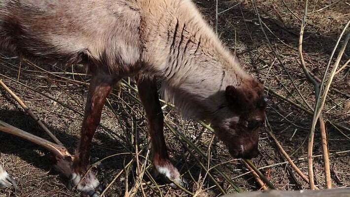 나무 동물 공원 얼굴 야생동물 잎 캐나다 포유류 자연 사슴 뿔 동물원 사람없음 목재 초록색 여름 갈색 머리 미국 봄 나뭇가지 황무지 닫기 숲 큼 먹기 묘사 황소 사냥 나무껍질 알래스카 수유 엘크 MOV 해외동영상 클립영상 식물 계절 공공시설 컬러 북아메리카 재료 모션 신체부위 껍질 소 크기 생태계 동영상 파일형식