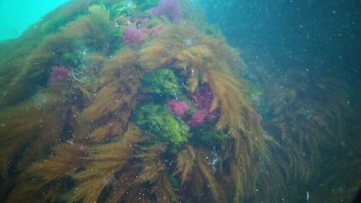 식물 바다 자연 사람없음 초록색 환경 바닷속 수중 해조류 생태계 광합성 산화 생태학 소금물 4K 수중영상 MP4 해외동영상 클립영상 교육 컬러 해양식물 동영상 파일형식