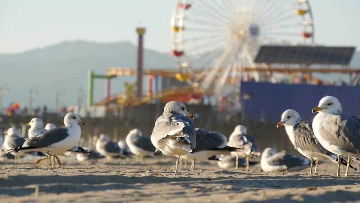 주간 공원 모래 바다 포유류 자연 갈매기 조류 서기 해변 사람없음 여름 뷰티 탑 항구 맑음 미국 바퀴 역사 손목시계 깃털 휴양지 부리 캘리포니아 태평양 남쪽 로스앤젤레스 안전요원 카피스페이스 4K 산타모니카 MP4 해외동영상 클립영상 자연요소 동물 건축물 계절 공공시설 시계 북아메리카 장신구 교통시설 모션 날씨 공백 장소 방향 생태계 동영상 파일형식