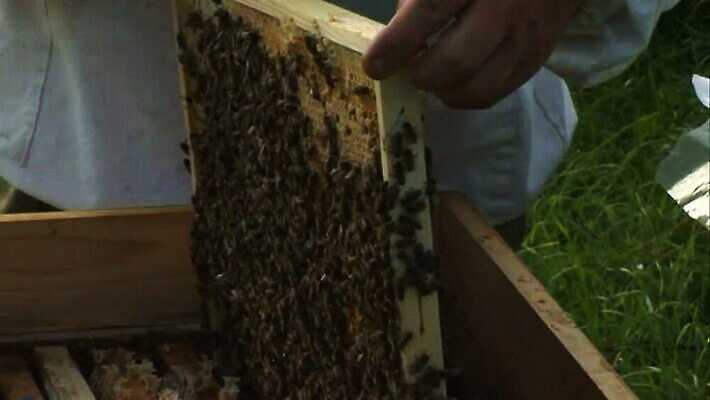 동물 모자 음식 과학 곤충 패턴 농업 자연 노동자 주택 프레임 건강 취미 사람없음 초록색 약 농장 갈색 노란색 정원 업무 작업 황금 달콤 둥지 벌 먹기 묘사 유기농 생물학 꽃가루 꿀 벌집 밀랍 식민지 양봉 양봉장 왁스 MOV 해외동영상 클립영상 직업 웰빙 잡화 교육 산업 컬러 무늬 의학 모션 건물 맛 가루 생태계 동영상 파일형식