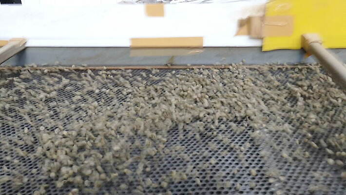 산업 커피 농업 재료 공장 태국 콩 건조 씨앗 사람없음 농작물 갈색 기계 유기농 날것 방법 아라비카 양피지 4K MOV 해외동영상 클립영상 식물 웰빙 아시아 음료 컬러 공업 곡류 동영상 파일형식